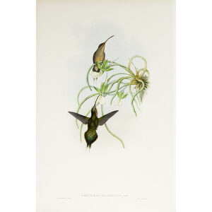 John Gould Family of Hummingbirds Vol I 18