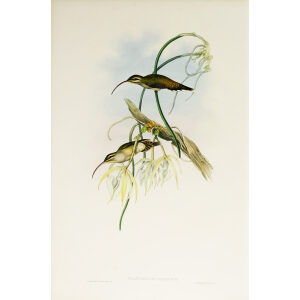 John Gould Family of Hummingbirds Vol I 19