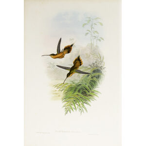 John Gould Family of Hummingbirds Vol I 21
