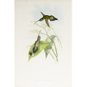 John Gould Family of Hummingbirds Vol I 22