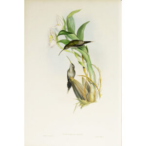 John Gould Family of Hummingbirds Vol I 23