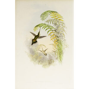 John Gould Family of Hummingbirds Vol I 25