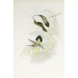 John Gould Family of Hummingbirds Vol I 26