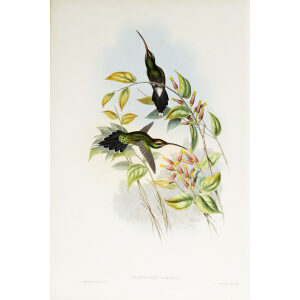 John Gould Family of Hummingbirds Vol I 27