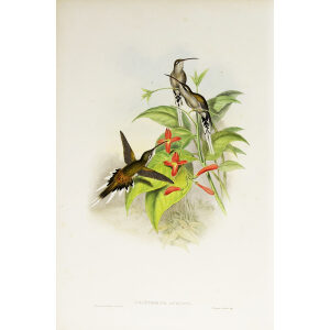 John Gould Family of Hummingbirds Vol I 29