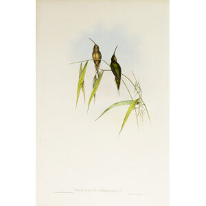 John Gould Family of Hummingbirds Vol I 30