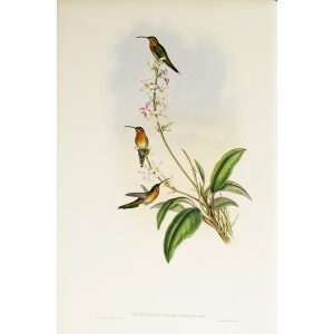 John Gould Family of Hummingbirds Vol I 33