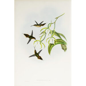 John Gould Family of Hummingbirds Vol I 34