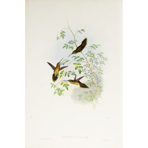 John Gould Family of Hummingbirds Vol I 35