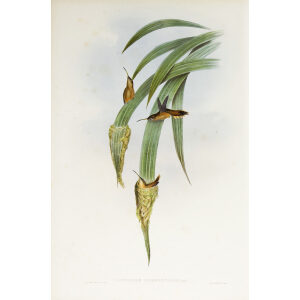 John Gould Family of Hummingbirds Vol I 36