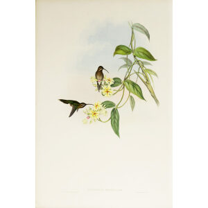 John Gould Family of Hummingbirds Vol I 38