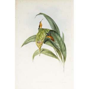 John Gould Family of Hummingbirds Vol I 40