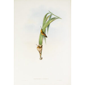 John Gould Family of Hummingbirds Vol I 41