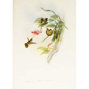 John Gould Family of Hummingbirds or Trochilidae. Volume 3 Complete set