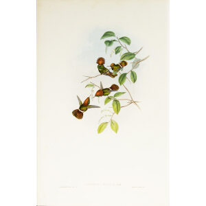 John Gould Family of Hummingbirds or Trochilidae. Volume 3 Complete set