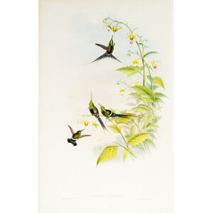 John Gould Family of Hummingbirds or Trochilidae. Volume 3 Complete set