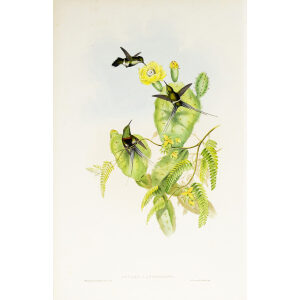 John Gould Family of Hummingbirds or Trochilidae. Volume 3 Complete set