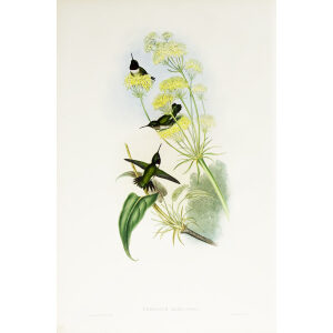 John Gould Family of Hummingbirds or Trochilidae. Volume 3 Complete set