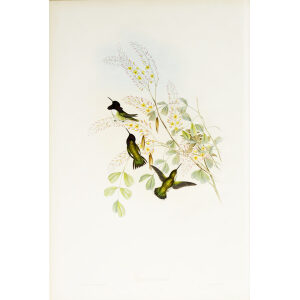 John Gould Family of Hummingbirds or Trochilidae. Volume 3 Complete set