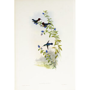 John Gould Family of Hummingbirds or Trochilidae. Volume 3 Complete set