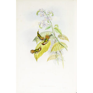 John Gould Family of Hummingbirds or Trochilidae. Volume 3 Complete set