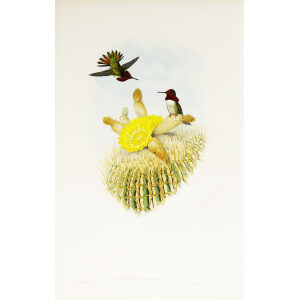 John Gould Family of Hummingbirds or Trochilidae. Volume 3 Complete set