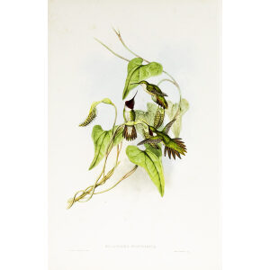 John Gould Family of Hummingbirds or Trochilidae. Volume 3 Complete set