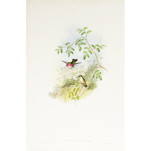 John Gould Family of Hummingbirds or Trochilidae. Volume 3 Complete set