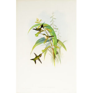 John Gould Family of Hummingbirds or Trochilidae. Volume 3 Complete set