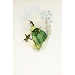 John Gould Family of Hummingbirds or Trochilidae. Volume 3 Complete set