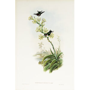 John Gould Family of Hummingbirds or Trochilidae. Volume 3 Complete set