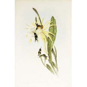 John Gould Family of Hummingbirds or Trochilidae. Volume 3 Complete set