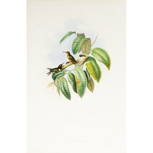 John Gould Family of Hummingbirds or Trochilidae. Volume 3 Complete set