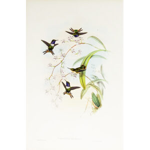 John Gould Family of Hummingbirds or Trochilidae. Volume 3 Complete set