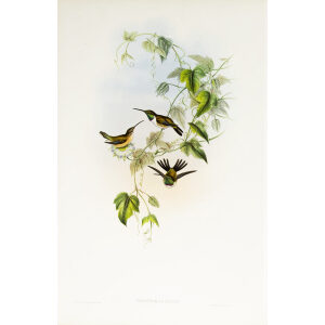 John Gould Family of Hummingbirds or Trochilidae. Volume 3 Complete set