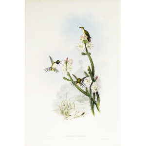 John Gould Family of Hummingbirds or Trochilidae. Volume 3 Complete set