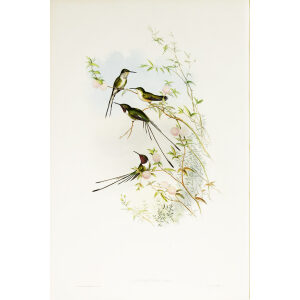John Gould Family of Hummingbirds or Trochilidae. Volume 3 Complete set