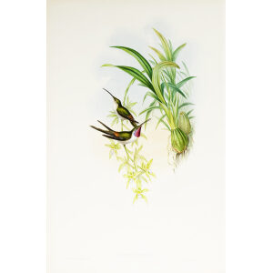 John Gould Family of Hummingbirds or Trochilidae. Volume 3 Complete set