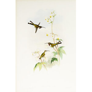 John Gould Family of Hummingbirds or Trochilidae. Volume 3 Complete set