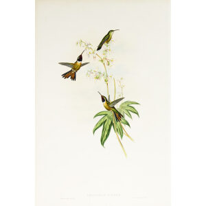 John Gould Family of Hummingbirds or Trochilidae. Volume 3 Complete set