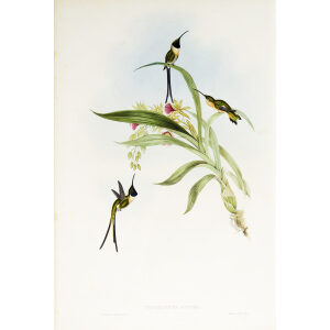 John Gould Family of Hummingbirds or Trochilidae. Volume 3 Complete set