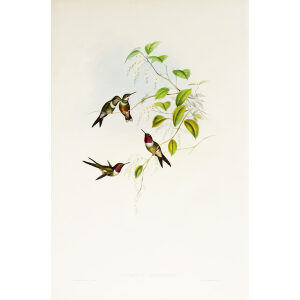 John Gould Family of Hummingbirds or Trochilidae. Volume 3 Complete set