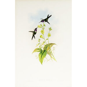 John Gould Family of Hummingbirds or Trochilidae. Volume 3 Complete set