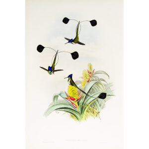 John Gould Family of Hummingbirds or Trochilidae. Volume 3 Complete set
