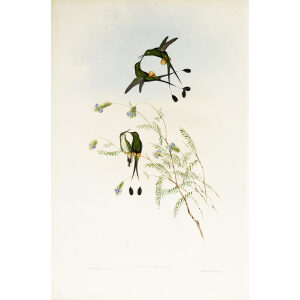 John Gould Family of Hummingbirds or Trochilidae. Volume 3 Complete set