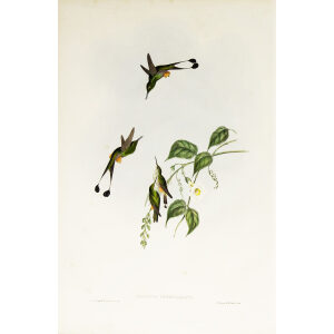 John Gould Family of Hummingbirds or Trochilidae. Volume 3 Complete set