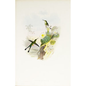 John Gould Family of Hummingbirds or Trochilidae. Volume 3 Complete set
