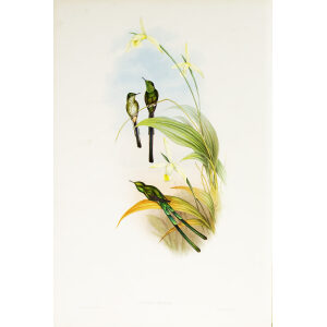 John Gould Family of Hummingbirds or Trochilidae. Volume 3 Complete set