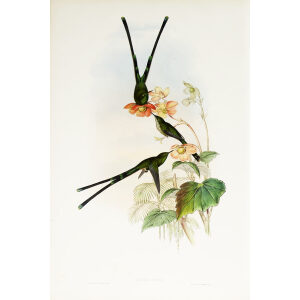 John Gould Family of Hummingbirds or Trochilidae. Volume 3 Complete set