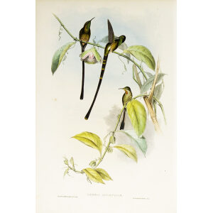 John Gould Family of Hummingbirds or Trochilidae. Volume 3 Complete set